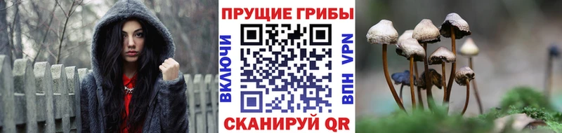 Купить закладки  Сковородино  Галлюциногенные грибы Psilocybine cubensis 